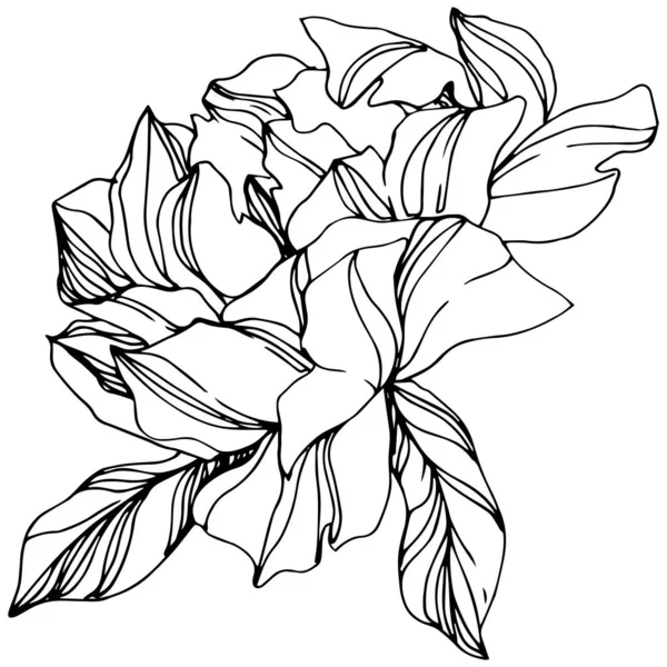 Vector Peony kwiatowy kwiat botaniczny. Czarno-biała grawerowana sztuka atramentu. Izolowane piwonii element ilustracji. — Wektor stockowy