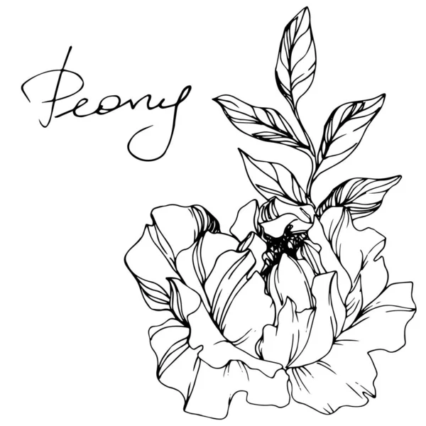 Vector Peony flor botânica floral. Tinta gravada a preto e branco. Isolado peônia ilustração elemento . — Vetor de Stock