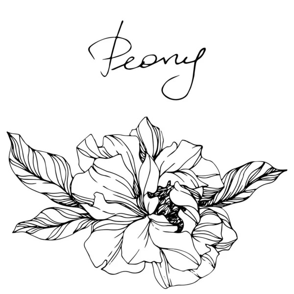 Flor botánica floral Vector Peony. Tinta grabada en blanco y negro. Elemento de ilustración de peonía aislada . — Vector de stock