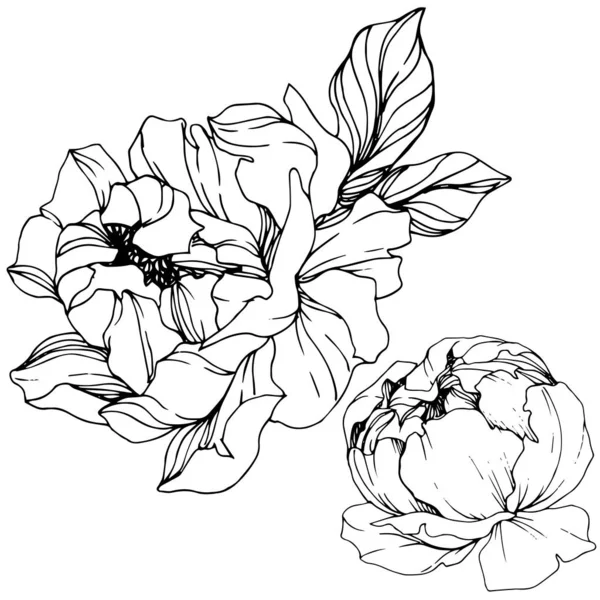 Flor botánica floral Vector Peony. Tinta grabada en blanco y negro. Elemento de ilustración de peonía aislada . — Vector de stock