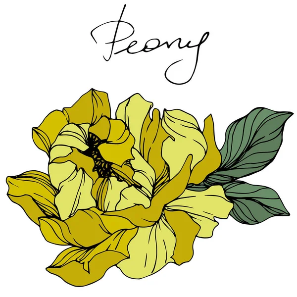 Pivoine jaune vecteur. Fleur botanique florale. Encre gravée. Élément d'illustration de pivoine isolé . — Image vectorielle