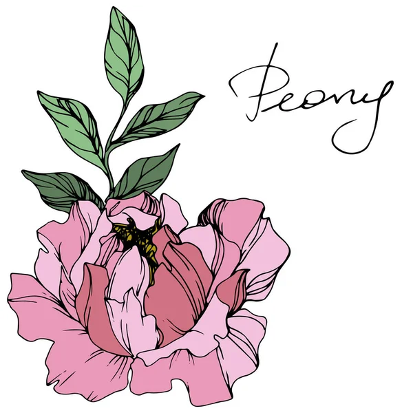 Vector peonía rosa. Flor botánica floral. Arte de tinta grabada. Elemento de ilustración de peonía aislada . — Vector de stock