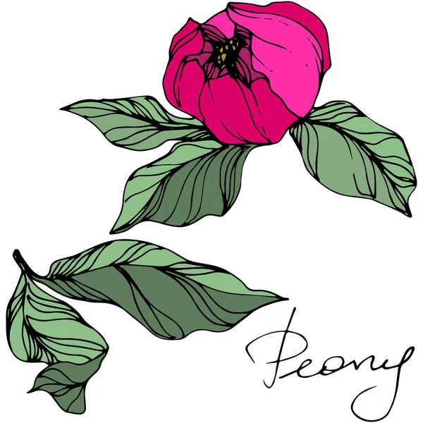 Vector Pink peony. Floral botanical flower. Engraved ink art. Isolated peony illustration element. — Stock Vector
