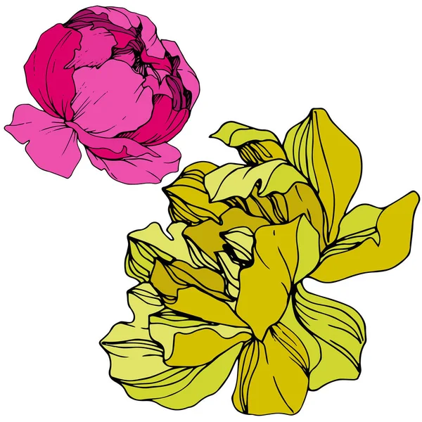 Vector Pink yellow peony. Floral botanical flower. Engraved ink art. Isolated peony illustration element. — Stock Vector