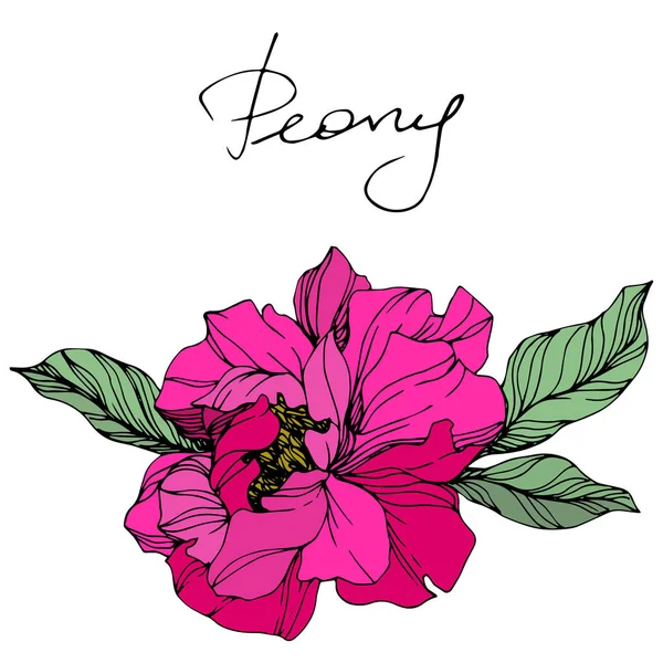 Pedônia Vector Pink. Floral flor botânica. Arte de tinta gravada. Isolado peônia ilustração elemento . — Vetor de Stock