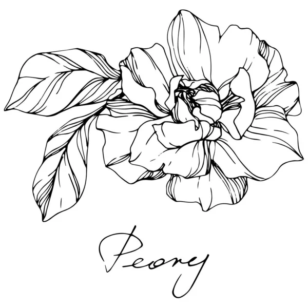 Flor botánica floral Vector Peony. Tinta grabada en blanco y negro. Elemento de ilustración de peonía aislada . — Archivo Imágenes Vectoriales