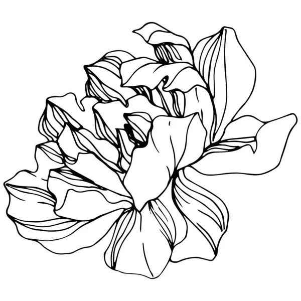 Flor botánica floral Vector Peony. Tinta grabada en blanco y negro. Elemento de ilustración de peonía aislada . — Vector de stock