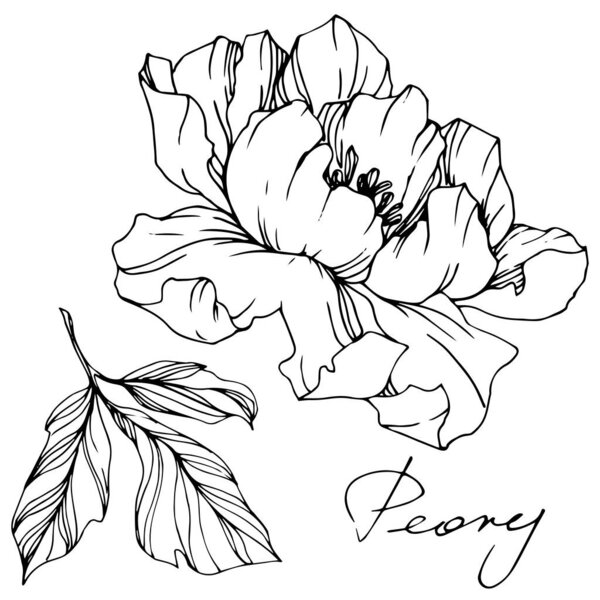 Vector Peony floral botanical flower. Black and white engraved ink art. Isolated peony illustration element.