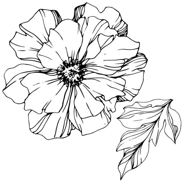 Vector Peony floral botanical flower. Black and white engraved ink art. Isolated peony illustration element.
