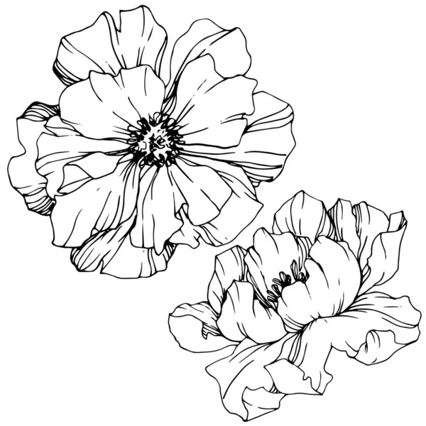 벡터 모란 꽃 식물 꽃입니다. 흑백 잉크 아트가 새겨져 있습니다. 고립 된 모란 일러스트 요소. — 스톡 벡터