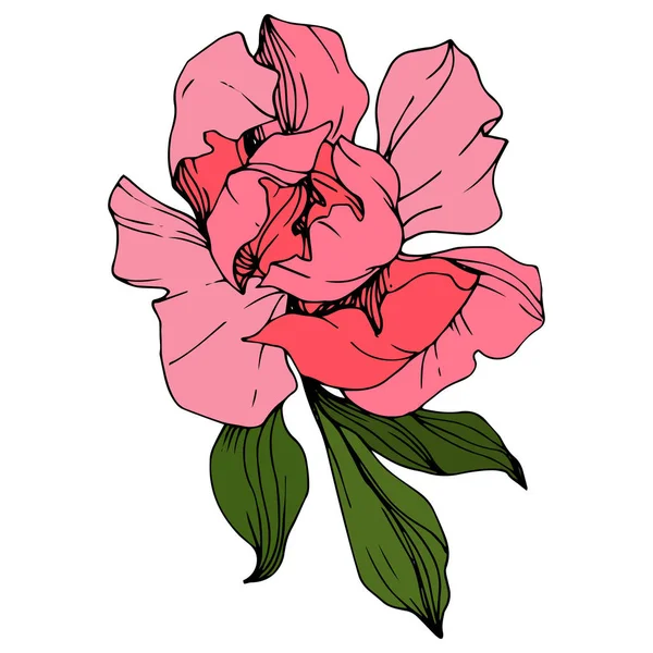 벡터 핑크 모란입니다. 꽃 식물 꽃입니다. 잉크 아트가 새겨져 있습니다. 고립 된 모란 일러스트 요소. — 스톡 벡터