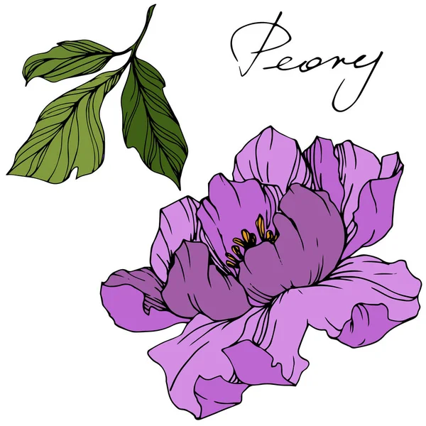 Vector Pónei Roxo. Floral flor botânica. Arte de tinta gravada. Isolado peônia ilustração elemento . —  Vetores de Stock