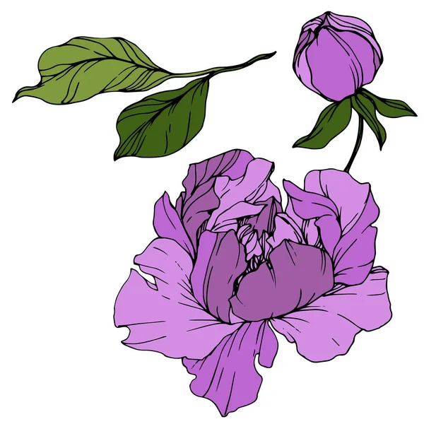 เวกเตอร์ พีโอนี่สีม่วง ดอกไม้ ดอกไม้พฤกษศาสตร์ ศิลปะหมึกแกะสลัก องค์ประกอบภาพพีโอนี่ที่แยกแยก . — ภาพเวกเตอร์สต็อก