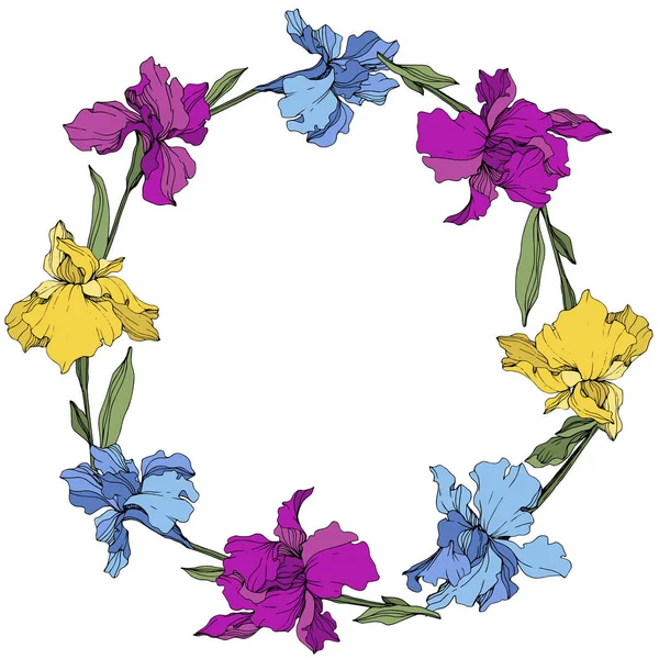 Vector Purple Blue Yellow Iris Floral Botanical Flower Wild Spring — Stock Vector