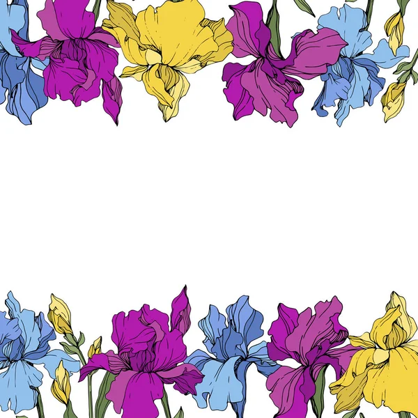 ベクトルパープル ブルー イエローアイリス 花の植物の花 野生の春の葉の野生の花が孤立しました フレームボーダーオーナメント正方形 — ストックベクタ