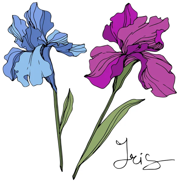 파란색과 보라색 아이리스 꽃입니다 야생화입니다 아트가 새겨져 있습니다 격리된 일러스트 — 스톡 벡터
