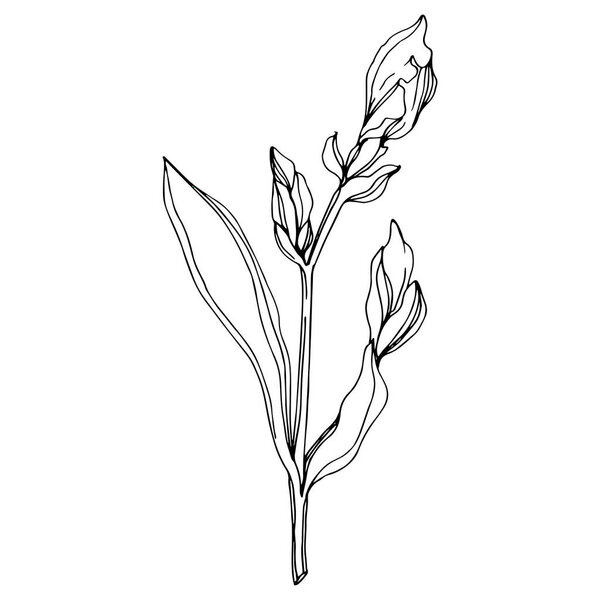 Vector Iris floral botanical flower. Wild spring leaf wildflower isolated. Black and white engraved ink art. Isolated iris illustration element.