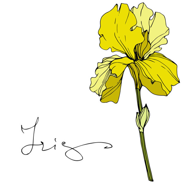 Vector Yellow iris floral botanical flower. Engraved ink art. Isolated iris illustration element.