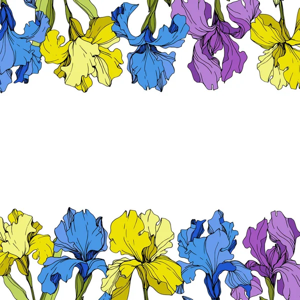 Vecteur Fleur botanique florale iris violet, jaune et bleu. Encre gravée. Cadre bordure ornement carré . — Image vectorielle