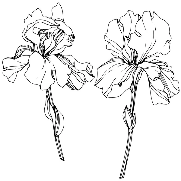 벡터 아이리스 꽃 식물 꽃입니다. 흑백 잉크 아트가 새겨져 있습니다. 격리된 홍채 일러스트 레이션 요소. — 스톡 벡터