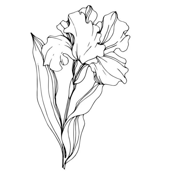 벡터 아이리스 꽃 식물 꽃입니다. 흑백 잉크 아트가 새겨져 있습니다. 격리된 홍채 일러스트 레이션 요소. — 스톡 벡터
