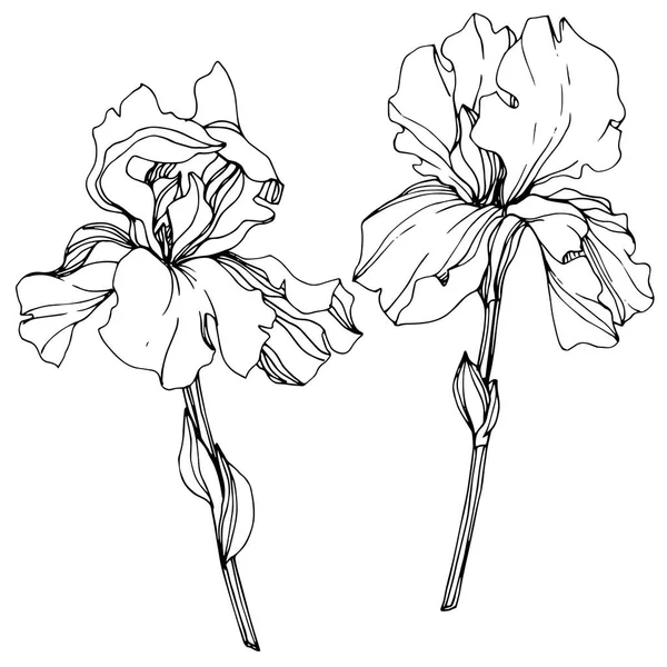 Vector Iris flor botánica floral. Tinta grabada en blanco y negro. Elemento de ilustración de iris aislado . — Vector de stock