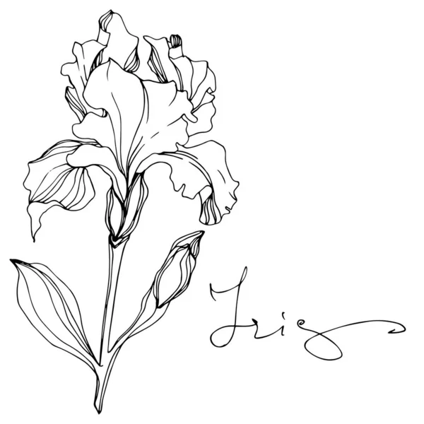 Vector Iris flor botânica floral. Tinta gravada a preto e branco. Iris isolado elemento de ilustração . — Vetor de Stock