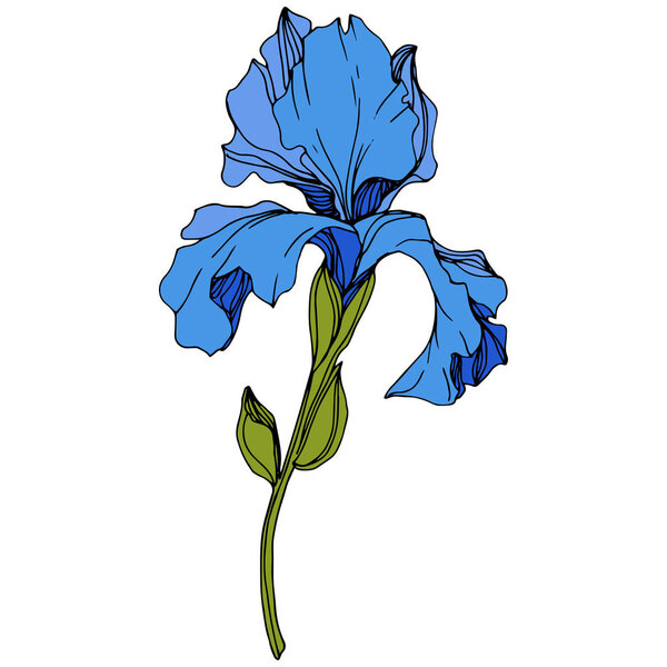 Vector Blue iris floral botanical flower. Engraved ink art. Isolated iris illustration element.