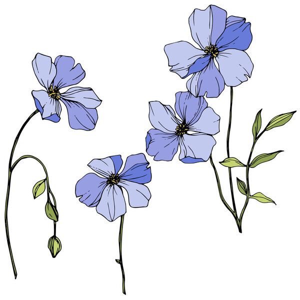 Vector Blue flax floral botanical flower. Wild spring leaf wildflower. Engraved ink art. Isolated flax illustration element.