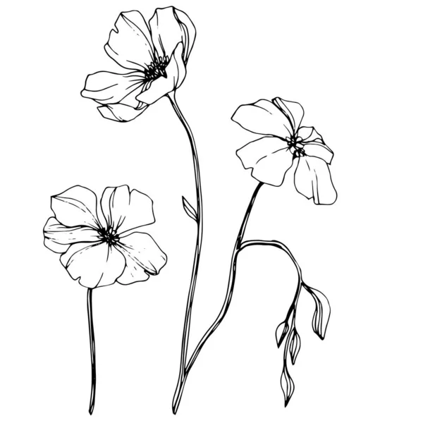 Vector Flax bunga botani. Seni tinta berukiran hitam dan putih. Unsur ilustrasi flax terisolasi . - Stok Vektor