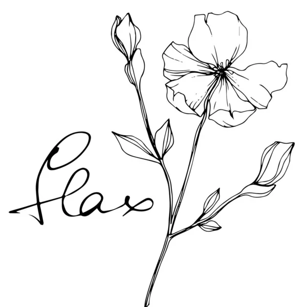 Flor botánica floral Vector Flax. Tinta grabada en blanco y negro. Elemento aislado de ilustración de lino . — Archivo Imágenes Vectoriales