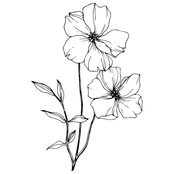 Vector Flax bunga botani. Seni tinta berukiran hitam dan putih. Unsur ilustrasi flax terisolasi . - Stok Vektor