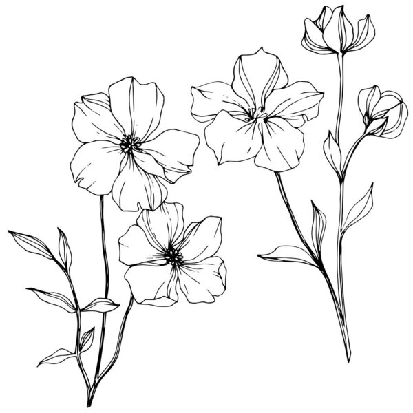 Vector Flax floral botanical flower. Black and white engraved ink art. Isolated flax illustration element.