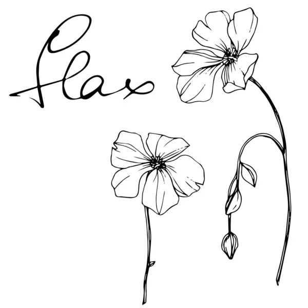 Vektor Flachs florale botanische Blume. Schwarz-weiß gestochene Tuschekunst. isoliertes Flachs-Illustrationselement. — Stockvektor