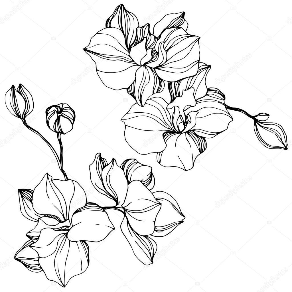 Vector Orchid floral botanical flower. Black and white engraved ink art. Isolated orchid illustration element.