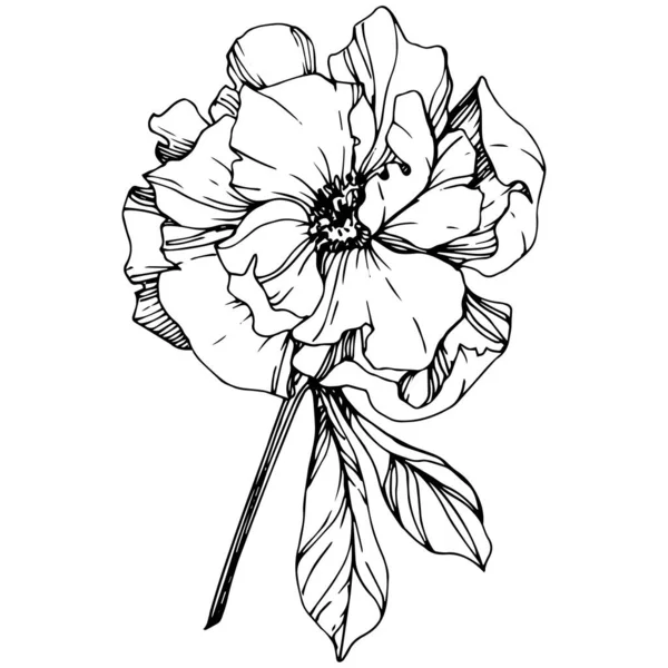 ベクトル牡丹の花植物花 野生春葉のワイルドフラワーが分離されました 黒と白には アートが刻まれています 隔離された牡丹の図要素 — ストックベクタ