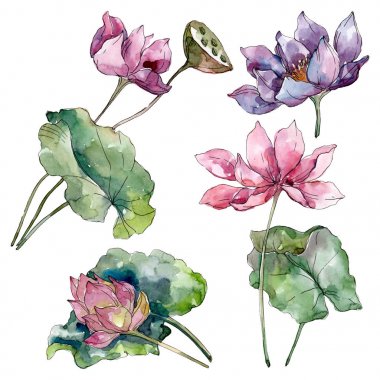 Lotus çiçek botanik çiçekler. Yabani bahar yaprağı kır çiçeği izole. Suluboya arka plan illüstrasyon seti. Suluboya çizim moda aquarelle izole. İzole lotus illüstrasyon elemanı.