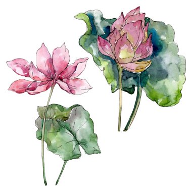 Lotus çiçek botanik çiçekler. Yabani bahar yaprağı kır çiçeği izole. Suluboya arka plan illüstrasyon seti. Suluboya çizim moda aquarelle izole. İzole lotus illüstrasyon elemanı.