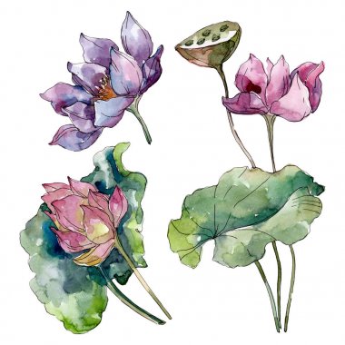 Lotus çiçek botanik çiçekler. Yabani bahar yaprağı kır çiçeği izole. Suluboya arka plan illüstrasyon seti. Suluboya çizim moda aquarelle izole. İzole lotus illüstrasyon elemanı.