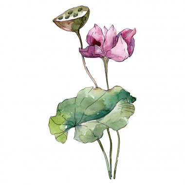 Lotus çiçek botanik çiçekler. Yabani bahar yaprağı kır çiçeği izole. Suluboya arka plan illüstrasyon seti. Suluboya çizim moda aquarelle izole. İzole lotus illüstrasyon elemanı.