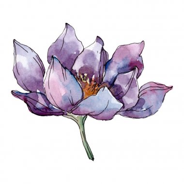 Lotus çiçek botanik çiçekler. Yabani bahar yaprağı kır çiçeği izole. Suluboya arka plan illüstrasyon seti. Suluboya çizim moda aquarelle izole. İzole lotus illüstrasyon elemanı.