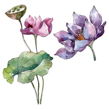 Lotus çiçek botanik çiçekler. Yabani bahar yaprağı kır çiçeği izole. Suluboya arka plan illüstrasyon seti. Suluboya çizim moda aquarelle izole. İzole lotus illüstrasyon elemanı.