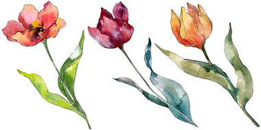 Kırmızı lale çiçek botanik çiçek. Yabani bahar yaprağı kır çiçeği izole. Suluboya arka plan illüstrasyon seti. Suluboya çizim moda aquarelle izole. İzole laleler illüstrasyon elemanı.