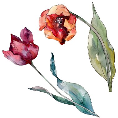 Kırmızı lale çiçek botanik çiçek. Yabani bahar yaprağı kır çiçeği izole. Suluboya arka plan illüstrasyon seti. Suluboya çizim moda aquarelle izole. İzole laleler illüstrasyon elemanı.