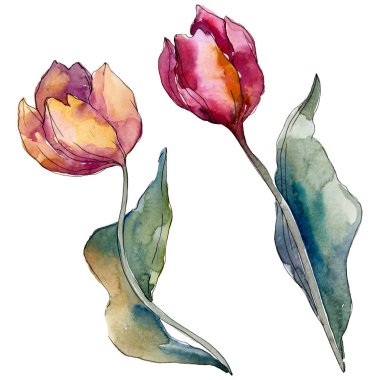 Lale çiçek botanik çiçekleri. Yabani bahar yaprağı kır çiçeği izole. Suluboya arka plan illüstrasyon seti. Suluboya çizim moda aquarelle izole. İzole laleler illüstrasyon elemanı.