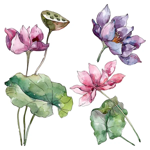 Lotus Bloemen Botanische Bloemen Wilde Lente Blad Wildflower Geïsoleerd Aquarel — Stockfoto