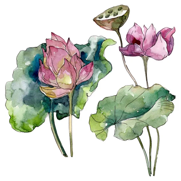Lotus Floral Botanical Flowers Wild Spring Leaf Wildflower Isolated Watercolor — Stock Photo, Image