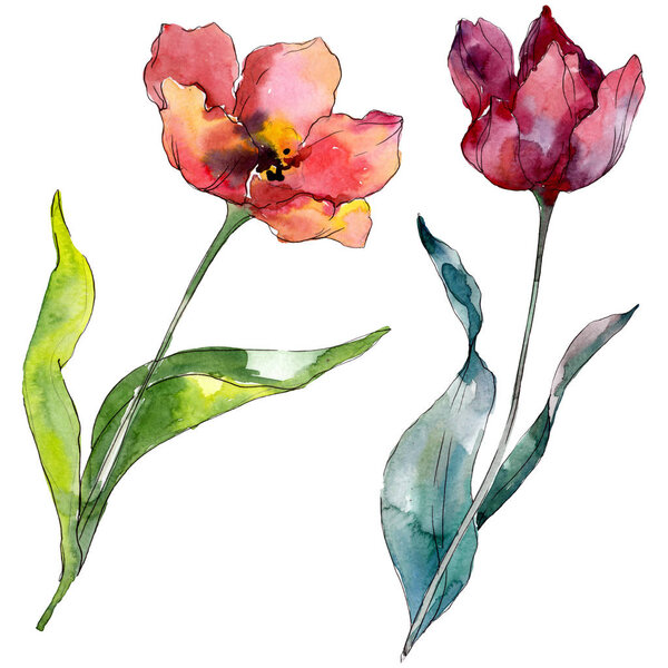 Red tulip floral botanical flower. Wild spring leaf wildflower isolated. Watercolor background illustration set. Watercolour drawing fashion aquarelle isolated. Isolated tulips illustration element.