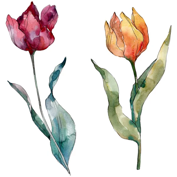 Fleur Botanique Florale Tulipe Rouge Feuille Sauvage Printemps Fleur Sauvage — Photo