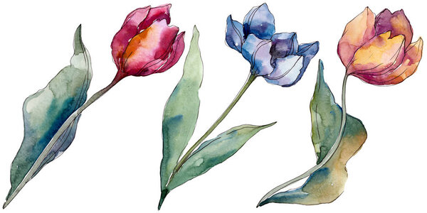 Tulip floral botanical flowers. Wild spring leaf wildflower isolated. Watercolor background illustration set. Watercolour drawing fashion aquarelle isolated. Isolated tulips illustration element.